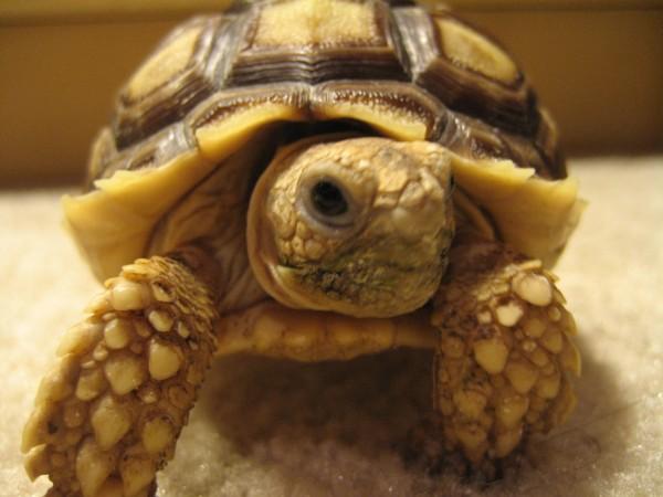 sulcata-hatchling